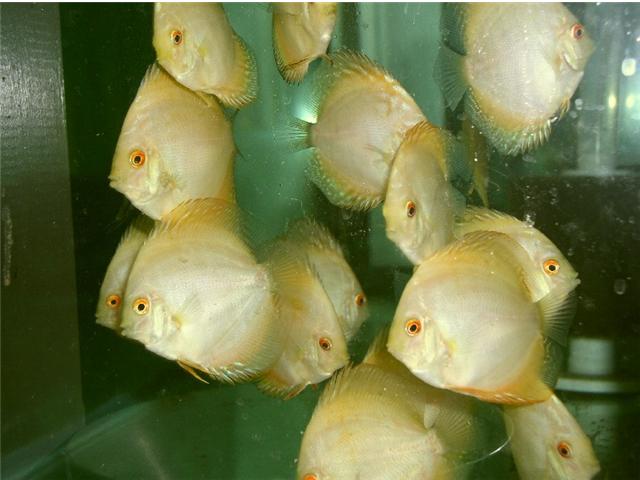 ������� ���������