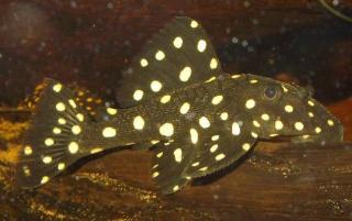 Baryancistrus sp.Snowball