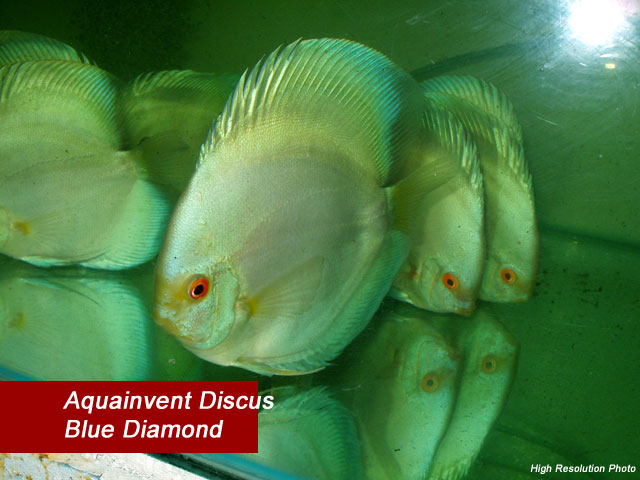 ������� ���������