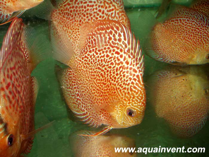 ������� ������� ����