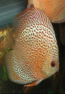 ������� ������� ���� ����� �� �����