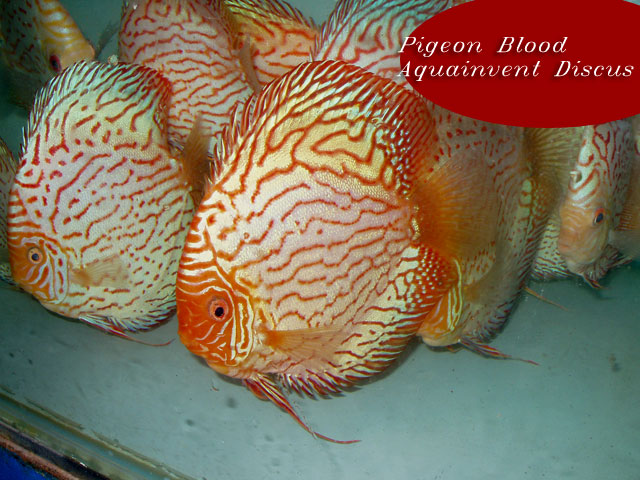 ��������� ����� ������������