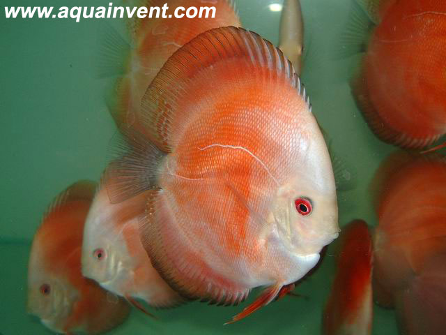 ������� ����