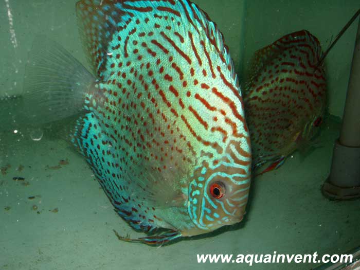 ������� ������