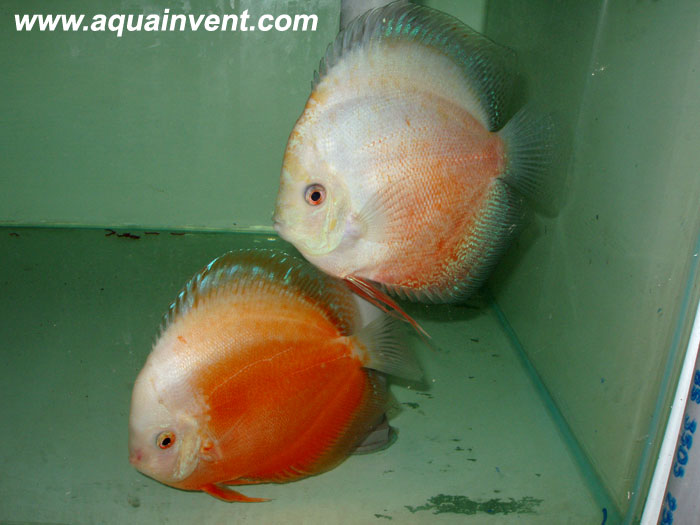 ������-�����