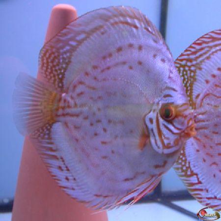 ���������-D