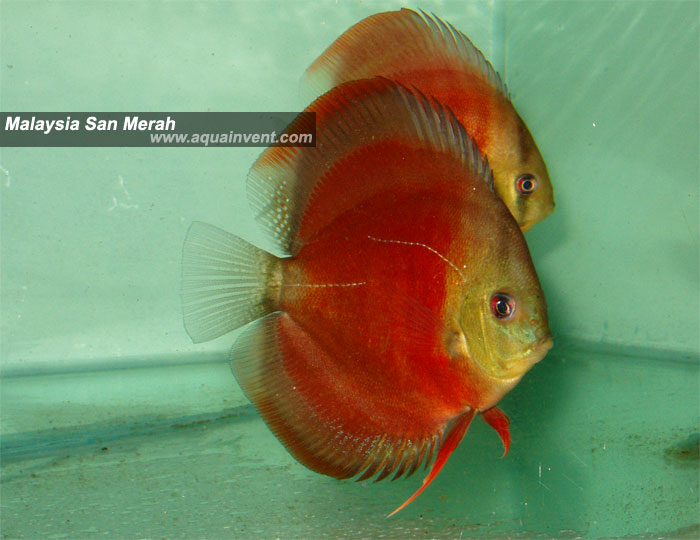 ��� �����