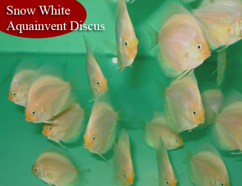 ������-�����/����� ���������