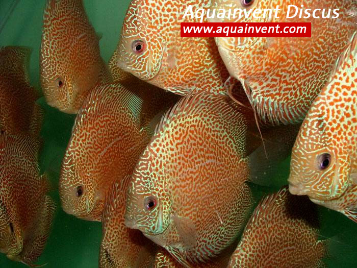 ����� �������