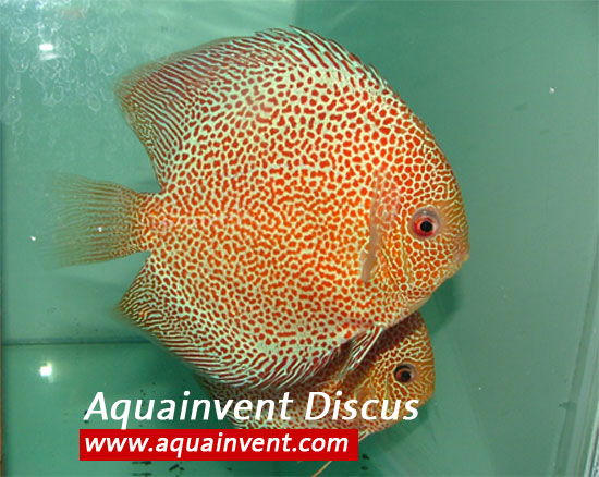 ���������� ���������