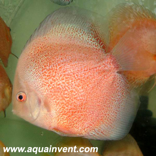 ����� �������