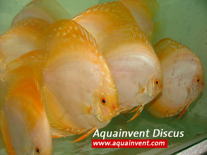 Ƹ���� �������